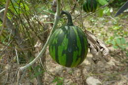 Cucurbita argyrosperma K. Koch resmi