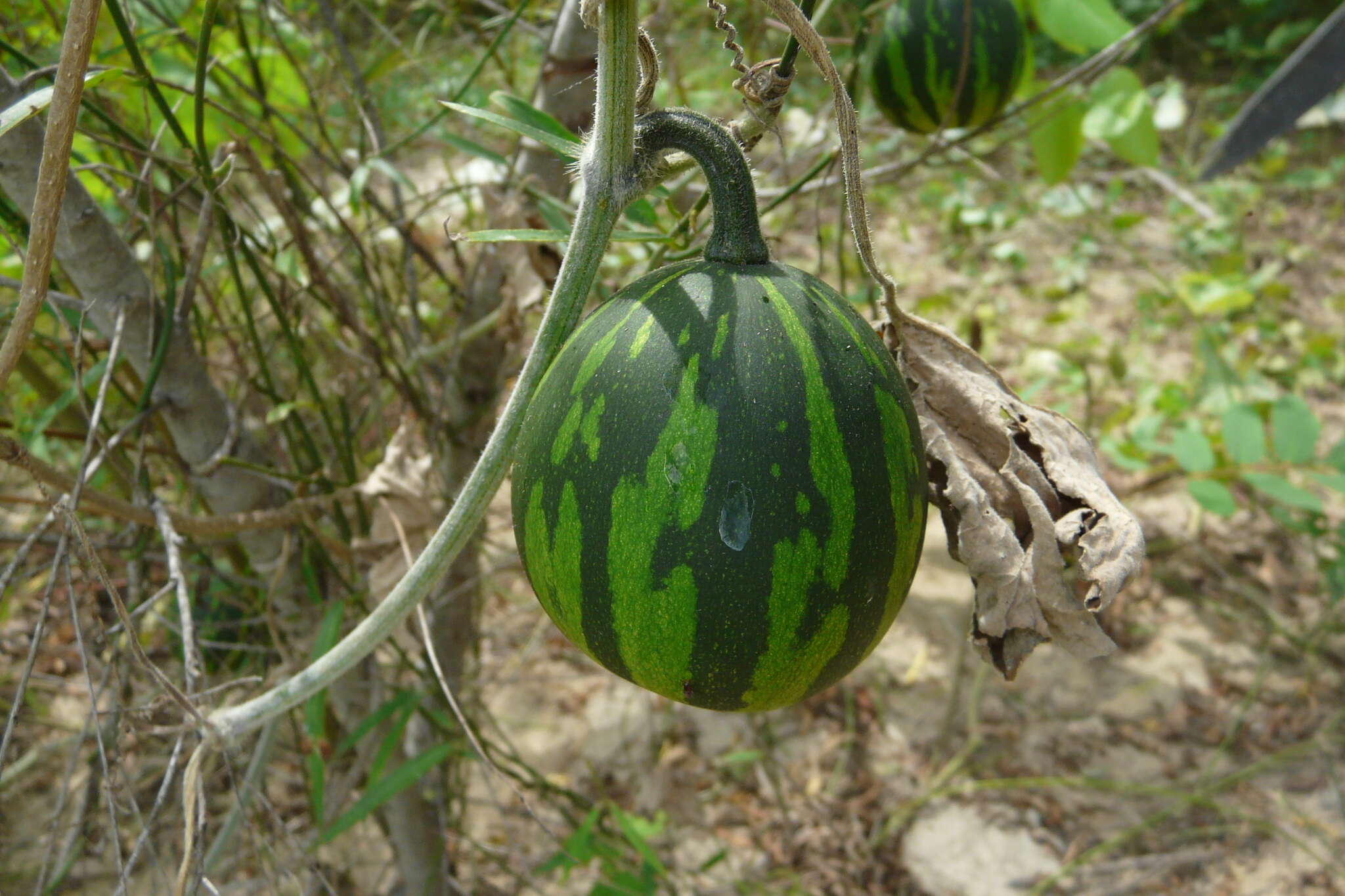 Cucurbita argyrosperma K. Koch resmi