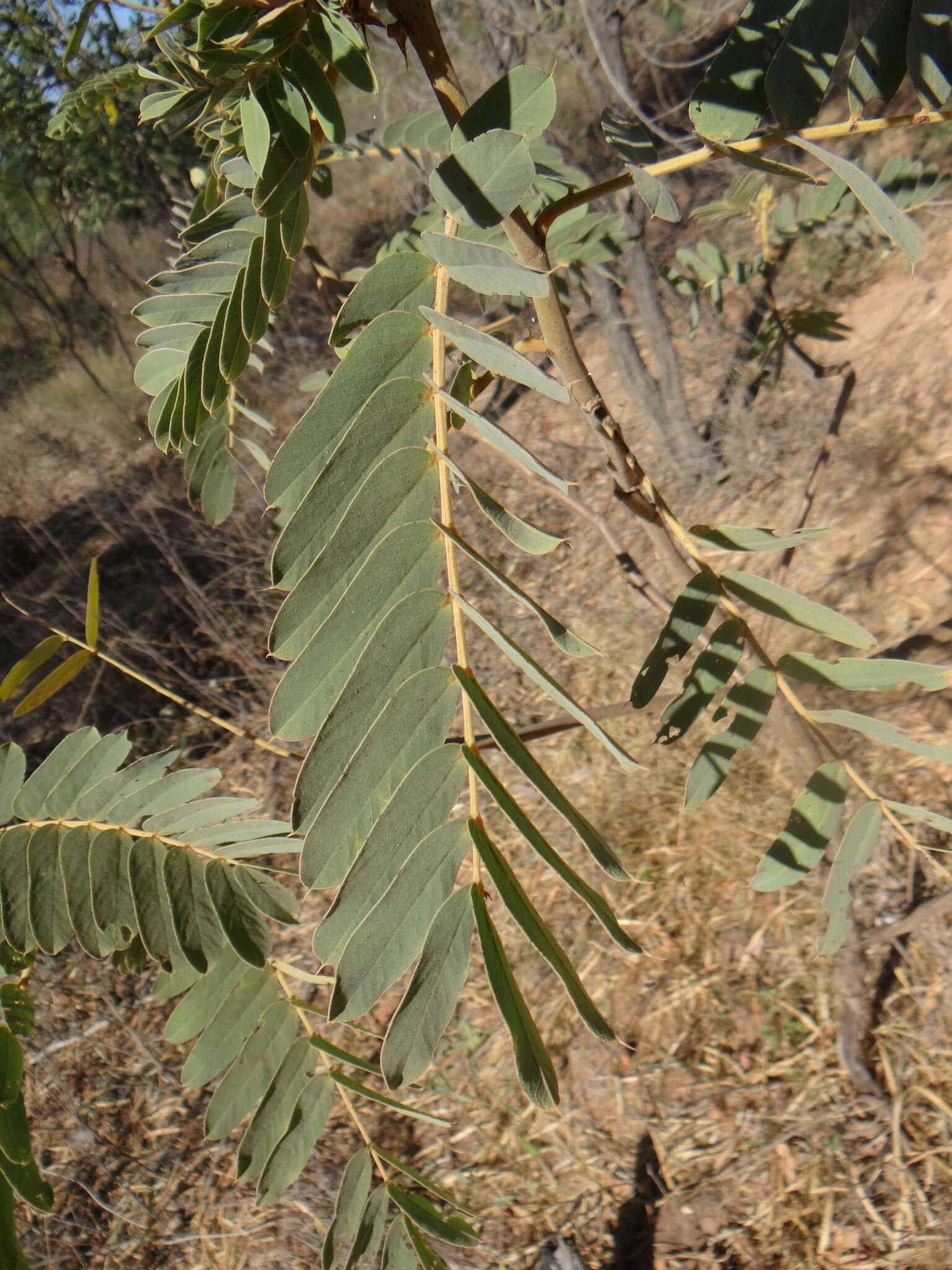 Image of <i>Senna venusta</i>