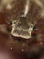 Image of Mount Hermon June beetle