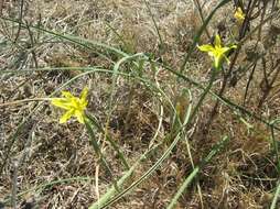 Image of yelow tulip