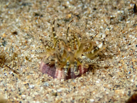 Image of gem anemone