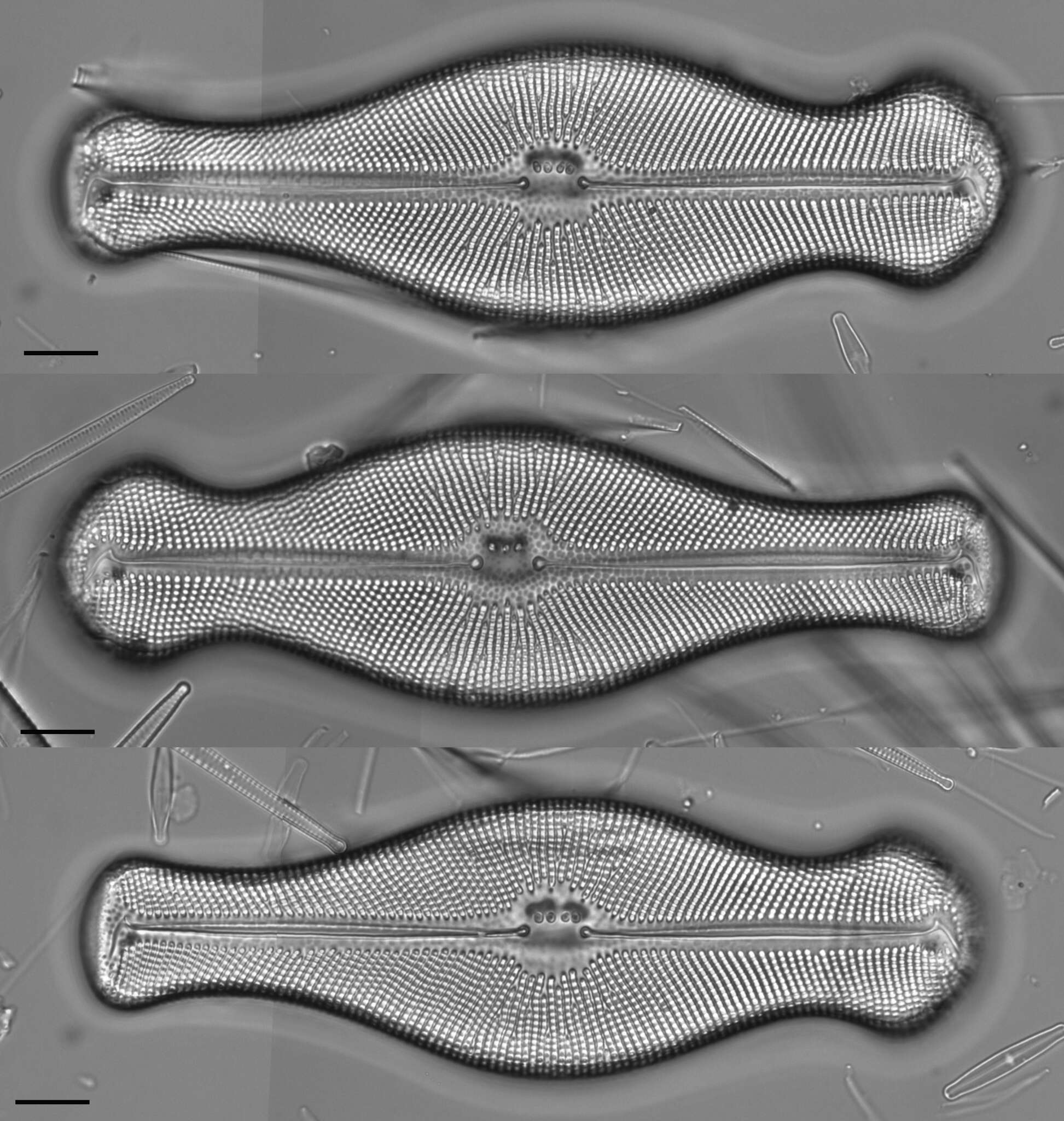 Image of Didymosphenia M. Schmidt 1899