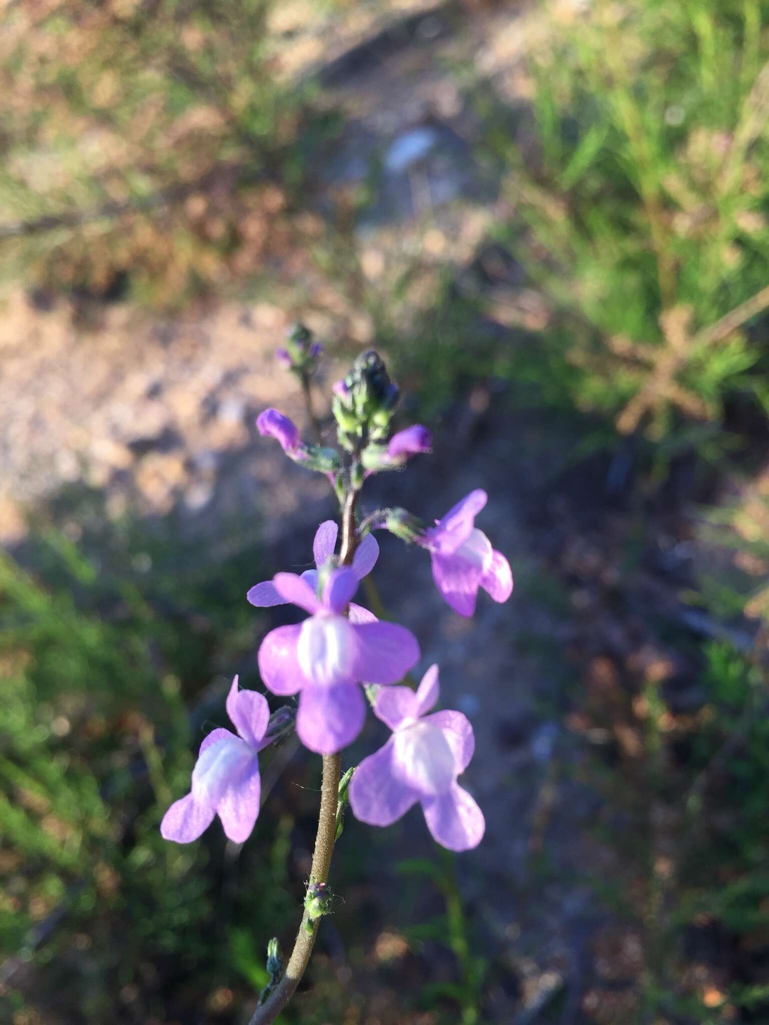 Plancia ëd Nuttallanthus canadensis (L.) D. A. Sutton