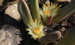 Image of living stone succulent