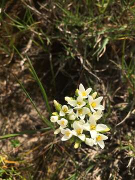 Image of Sebaea albens (L. fil.) Sm.