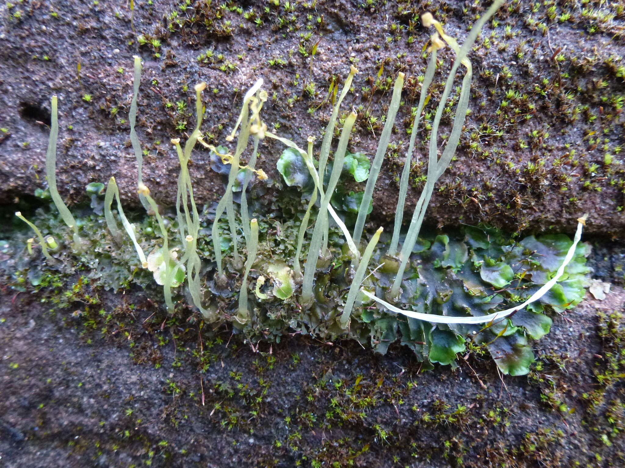 Image of Pelliaceae