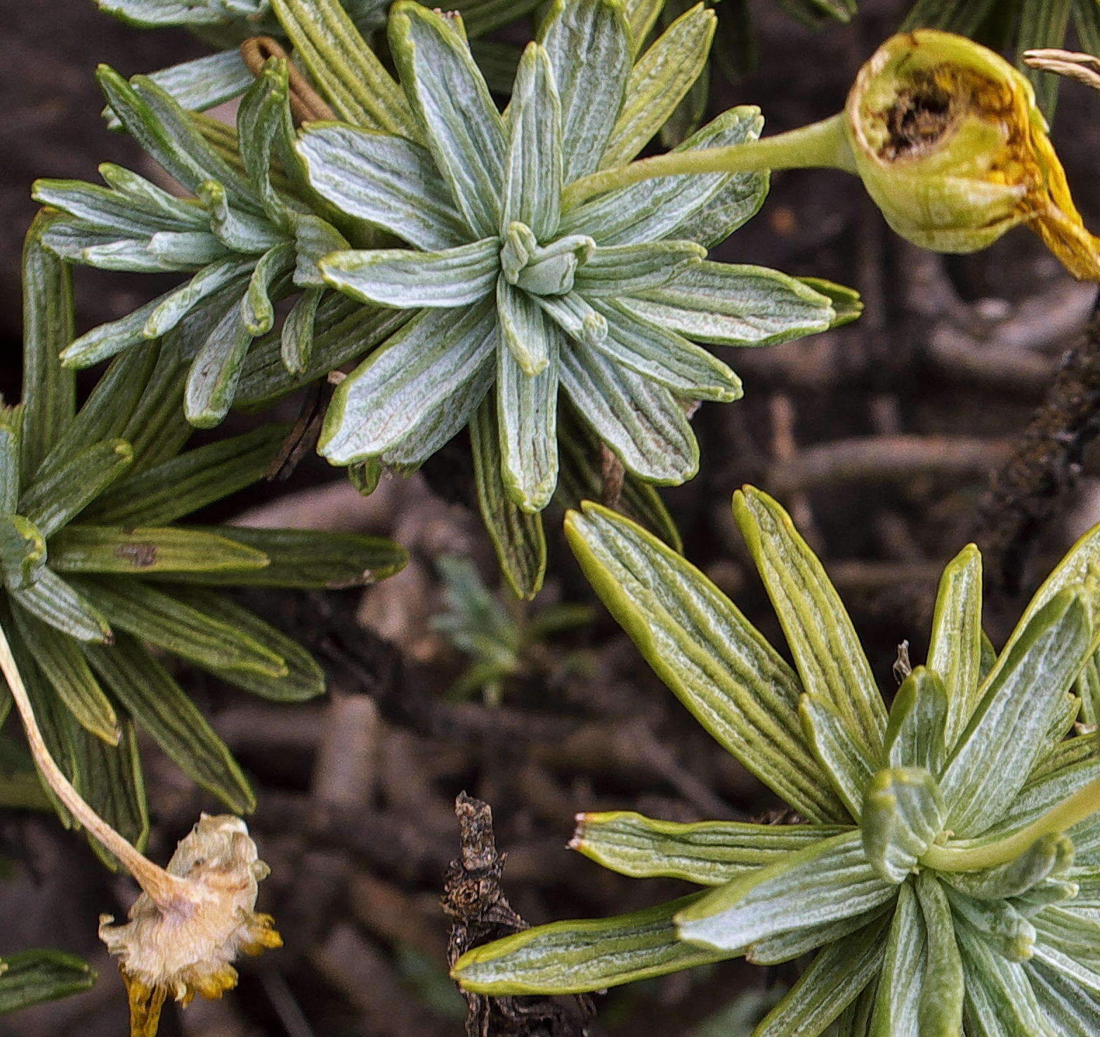 Image of Euryops acraeus M. D. Henderson