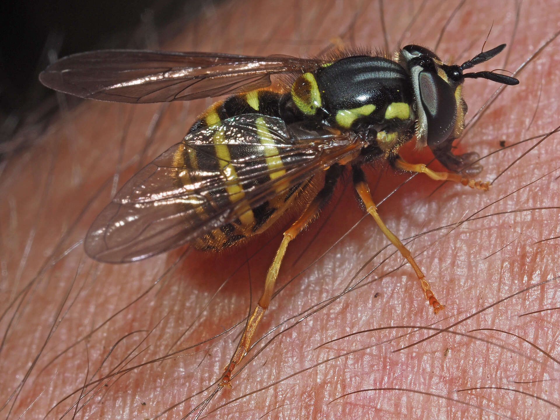 Plancia ëd Chrysotoxum arcuatum (Linnaeus 1758)