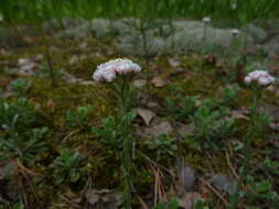 Image of stoloniferous pussytoes