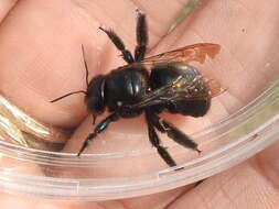 Image of large carpenter bee