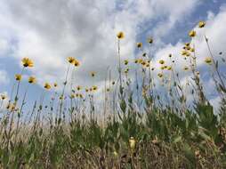 Image of stiff sunflower