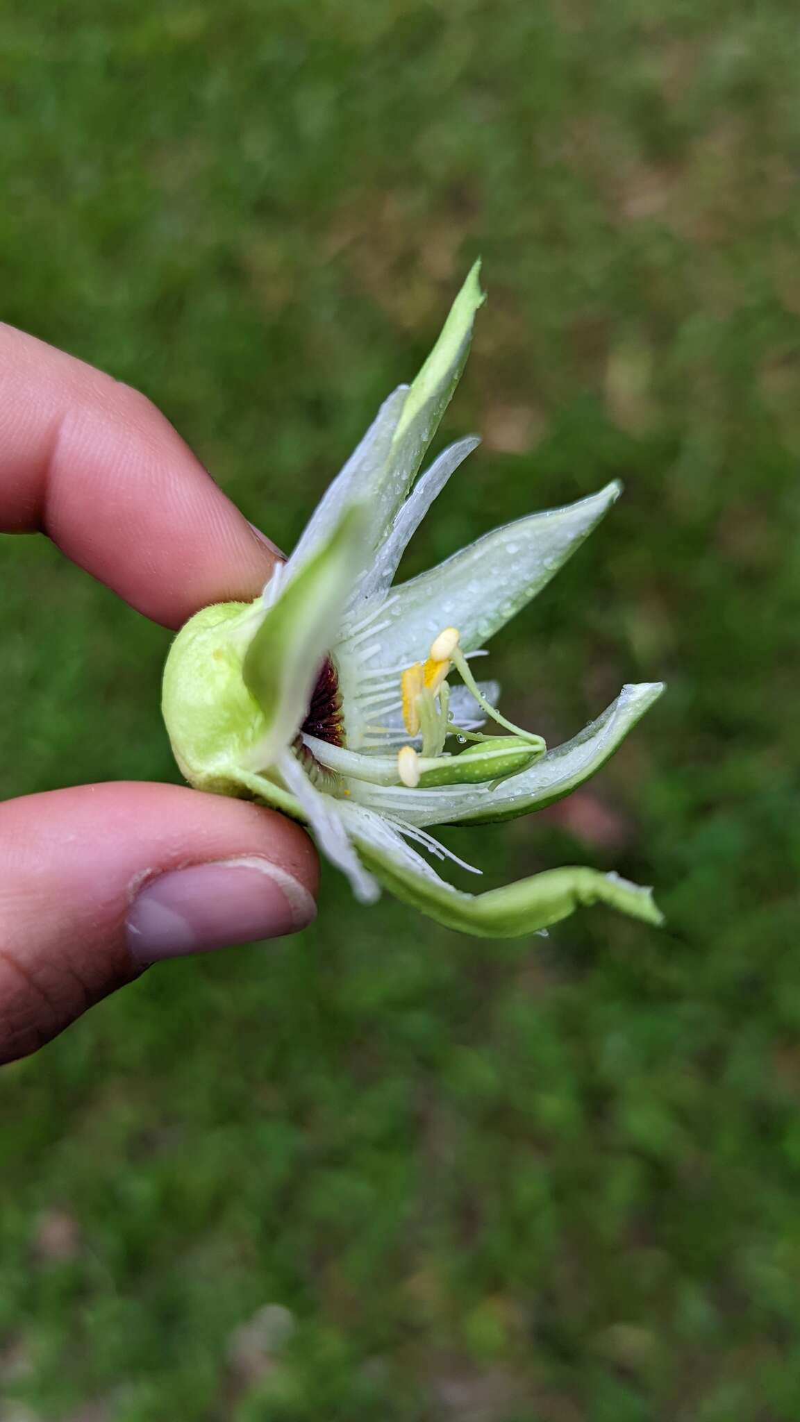 Image of Passiflora lobata (Killip) Hutch. ex J. M. Mac Dougal