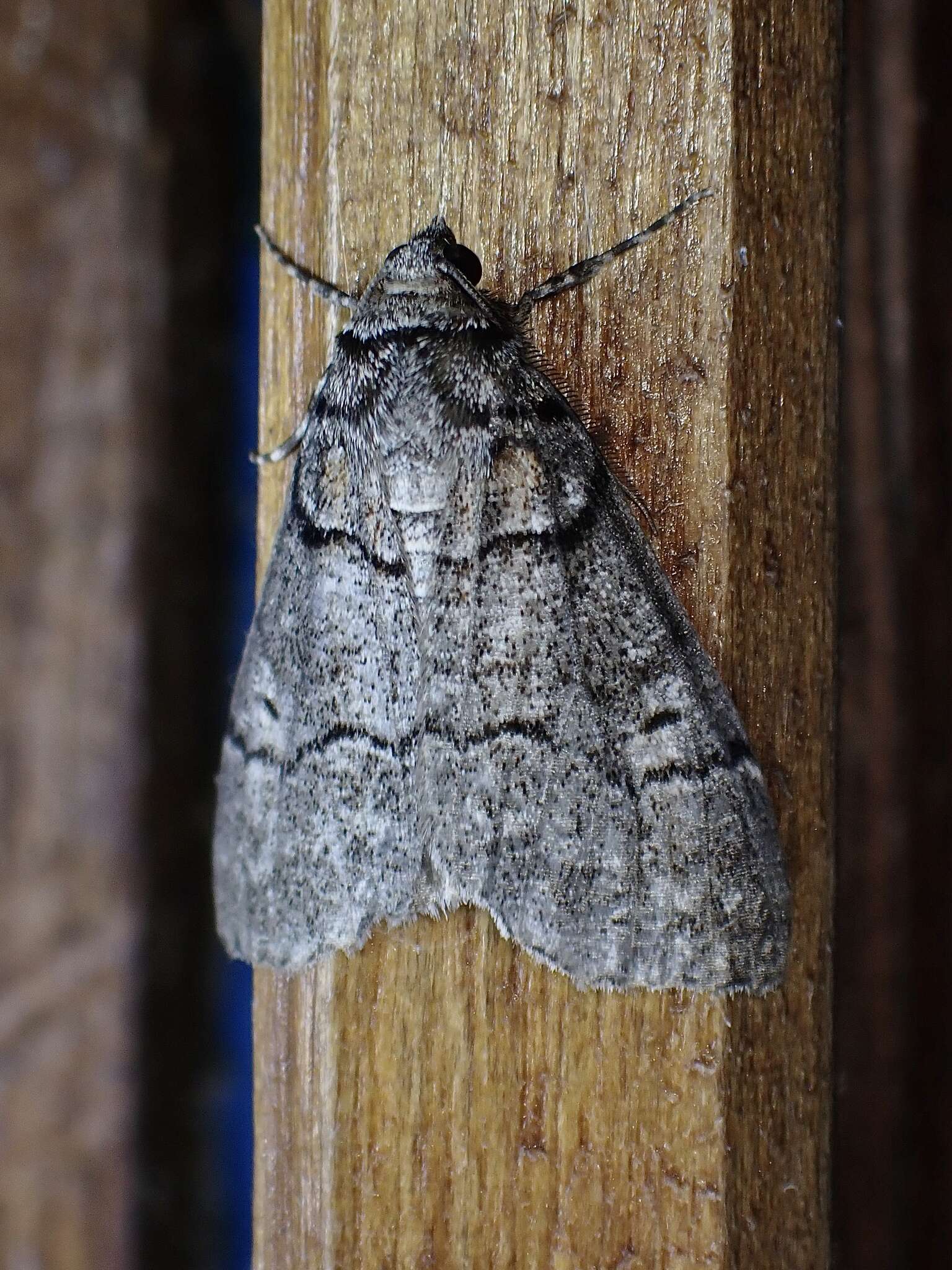 Image of Smyriodes aplectaria Guenée 1858