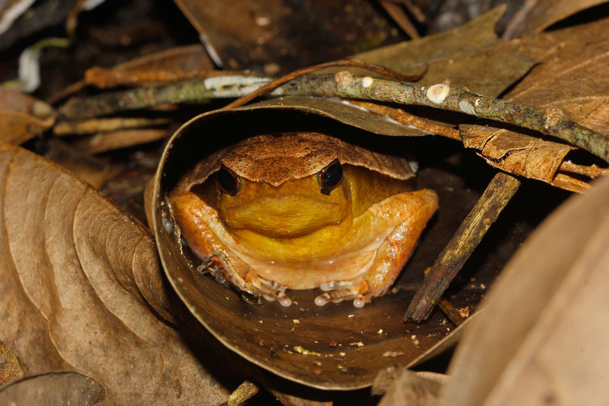 Image of Kalophrynus meizon Zug 2015