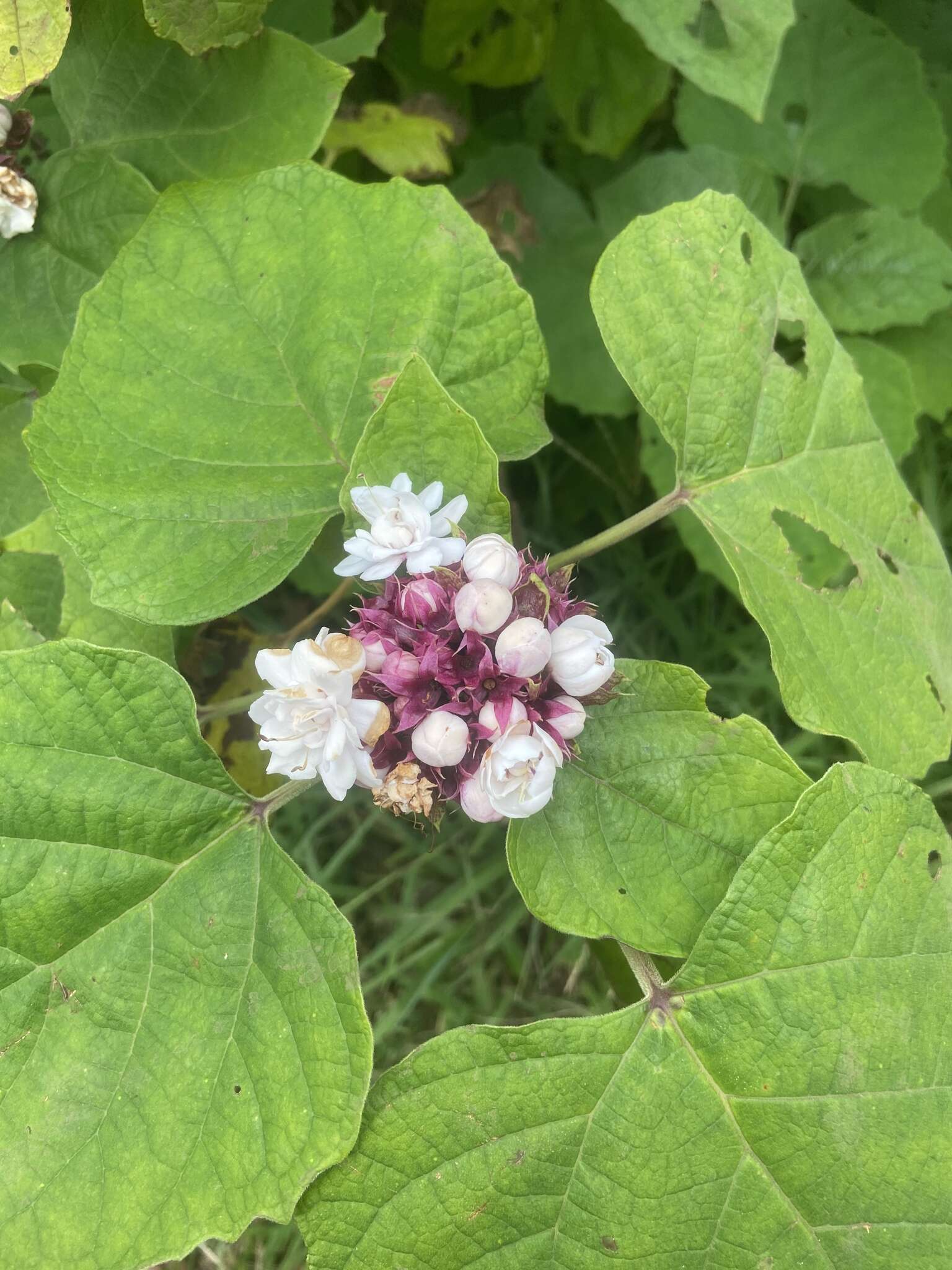 Clerodendrum chinense (Osbeck) Mabb. resmi