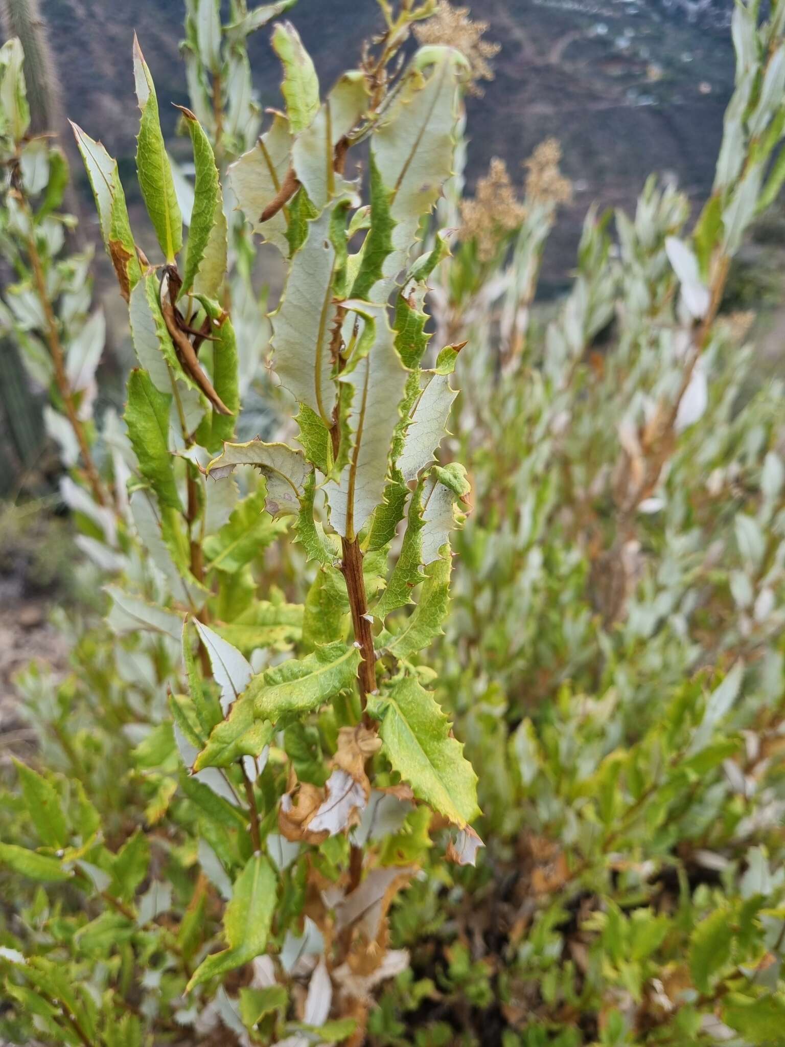 Imagem de Spinoliva ilicifolia (Hook. & Arn.) G. Sancho