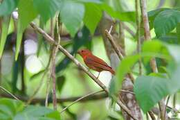 Image of Red-crowned Ant Tanager