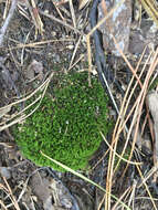 Image of dicranum moss