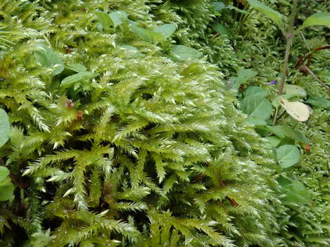 Image of river feather-moss