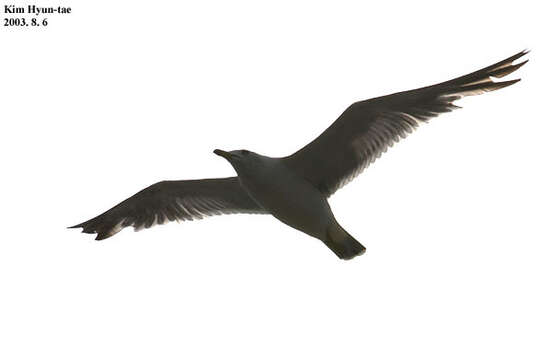 Image of Black-tailed Gull