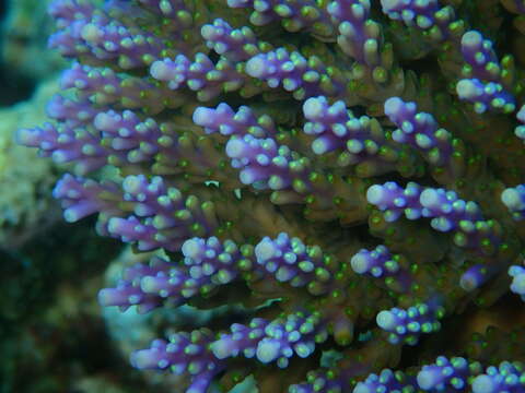 Image of Staghorn coral