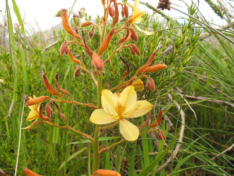 Image of Wachendorfia paniculata Burm.