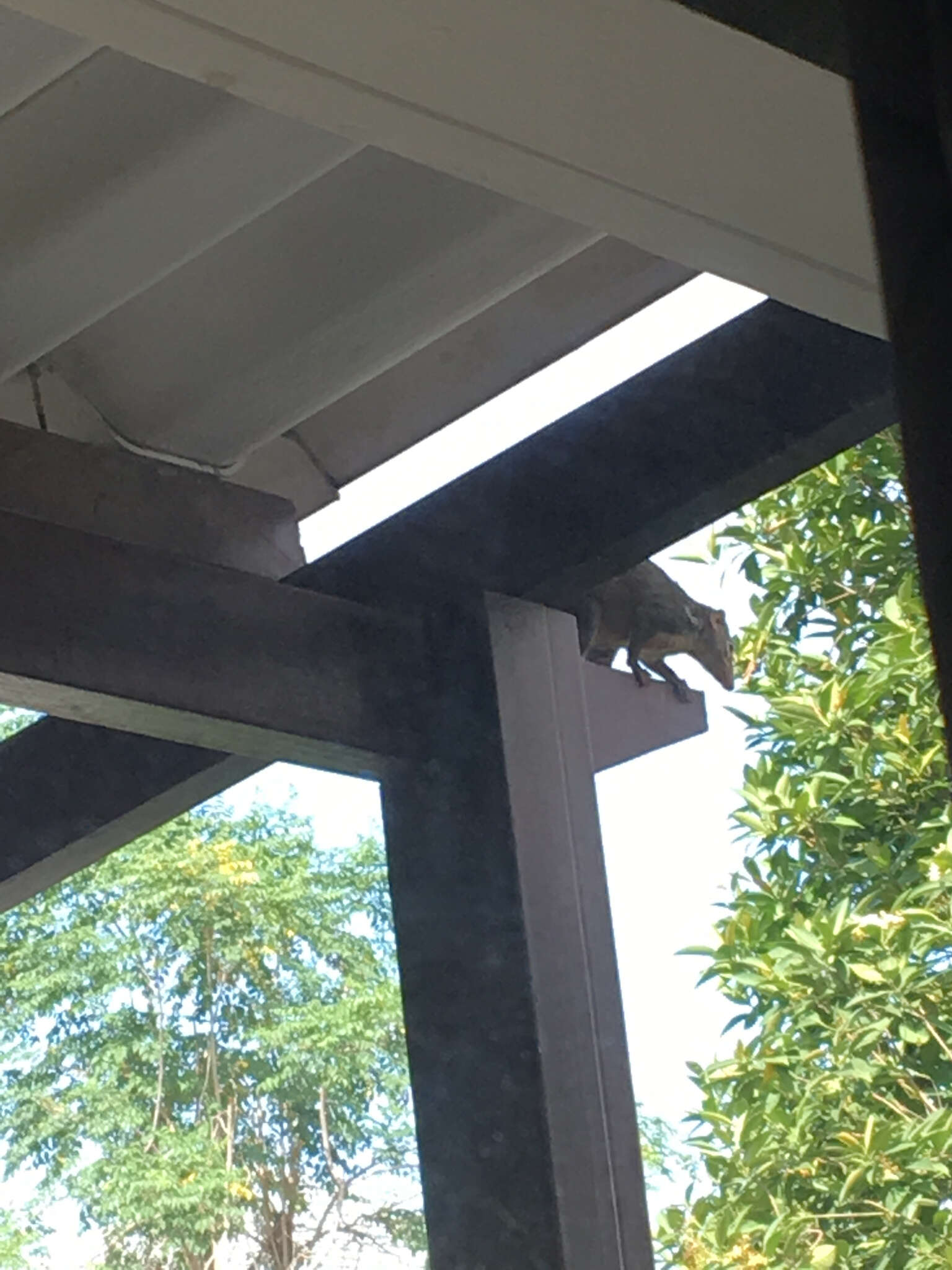 Image of Northern Tree Shrew