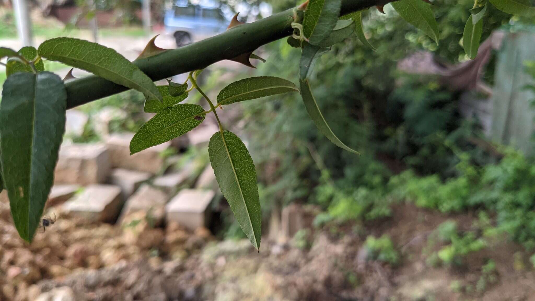 Слика од Rosa cymosa Tratt.