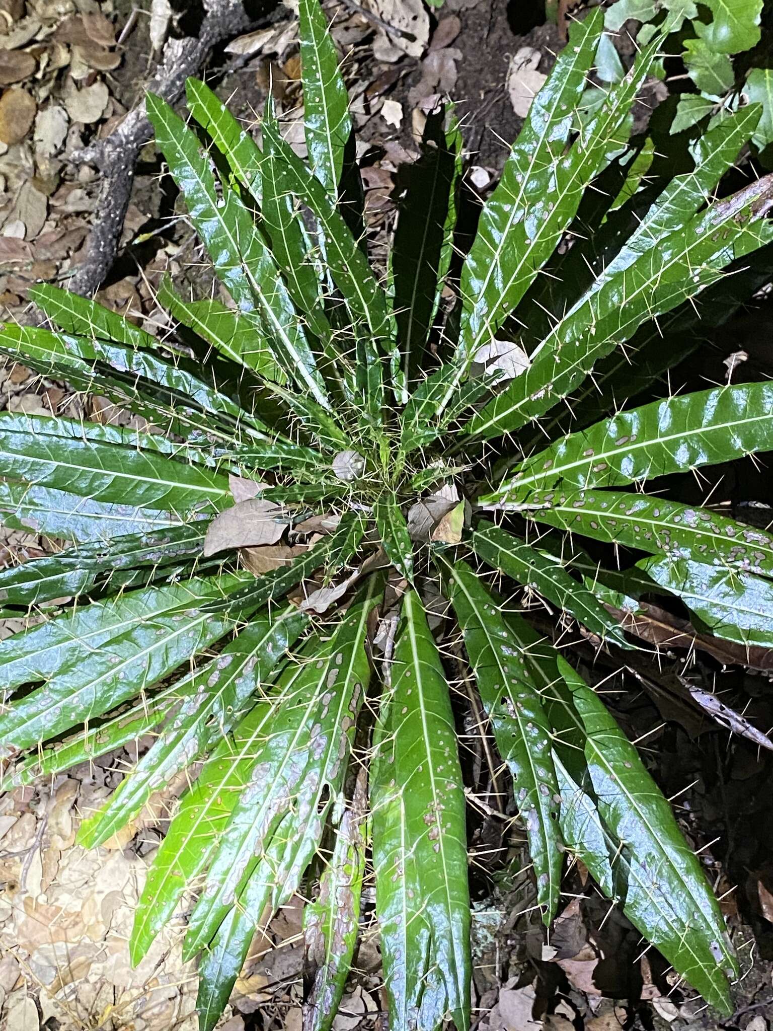 Image de Ptilostemon casabonae (L.) Greuter