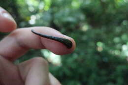 Image of Tiger Leech