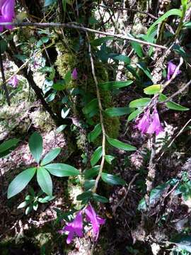 Imagem de Dendrobium hasseltii (Blume) Lindl.