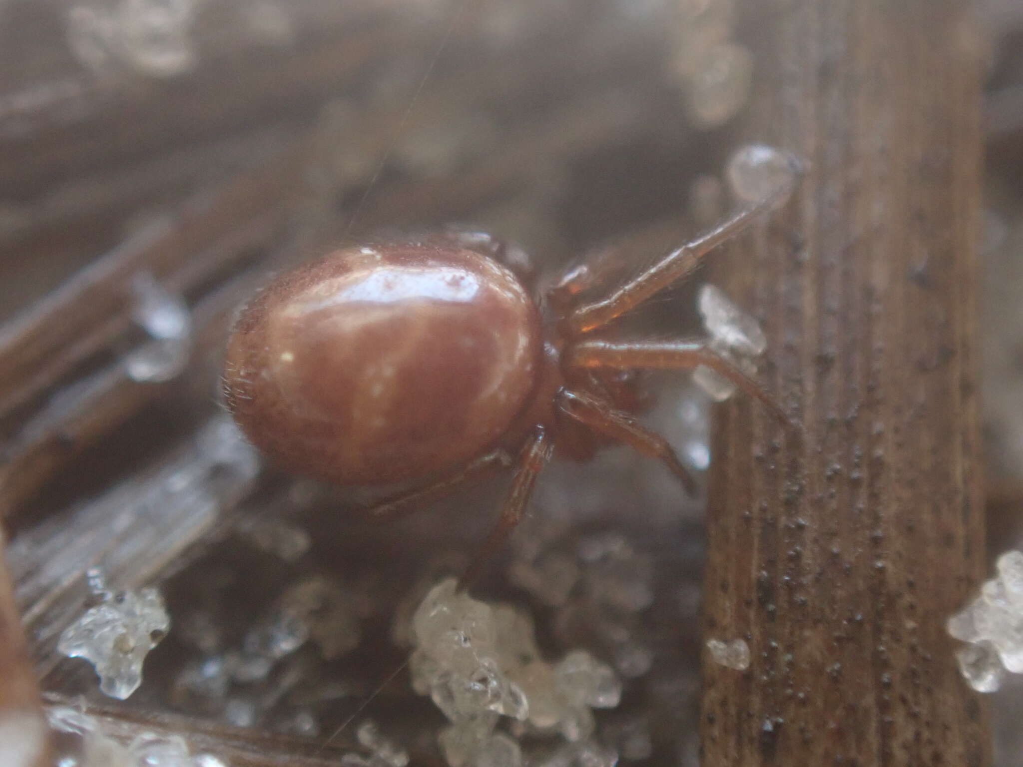 Image of Cobweb weaver