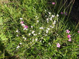 Image de Sutera polyantha (Benth.) Kuntze