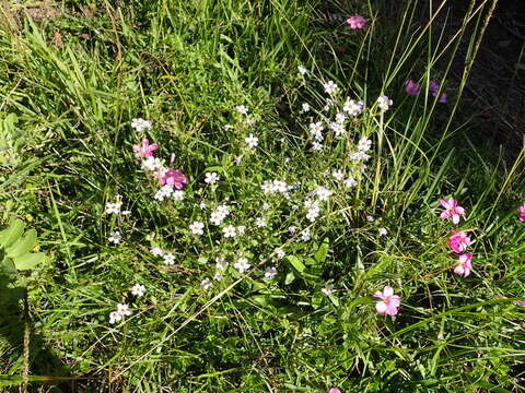 Image of Sutera polyantha (Benth.) Kuntze