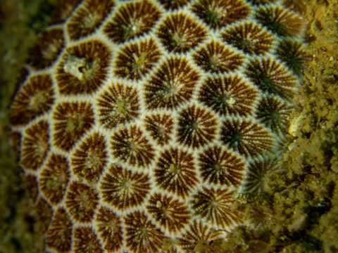 Image of False Pillow Coral