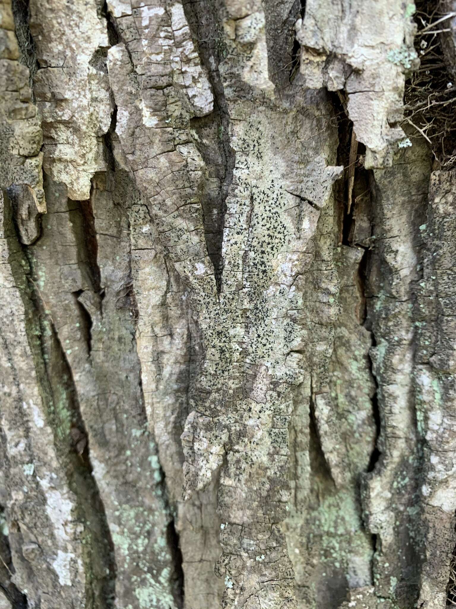 Image of scribble lichen