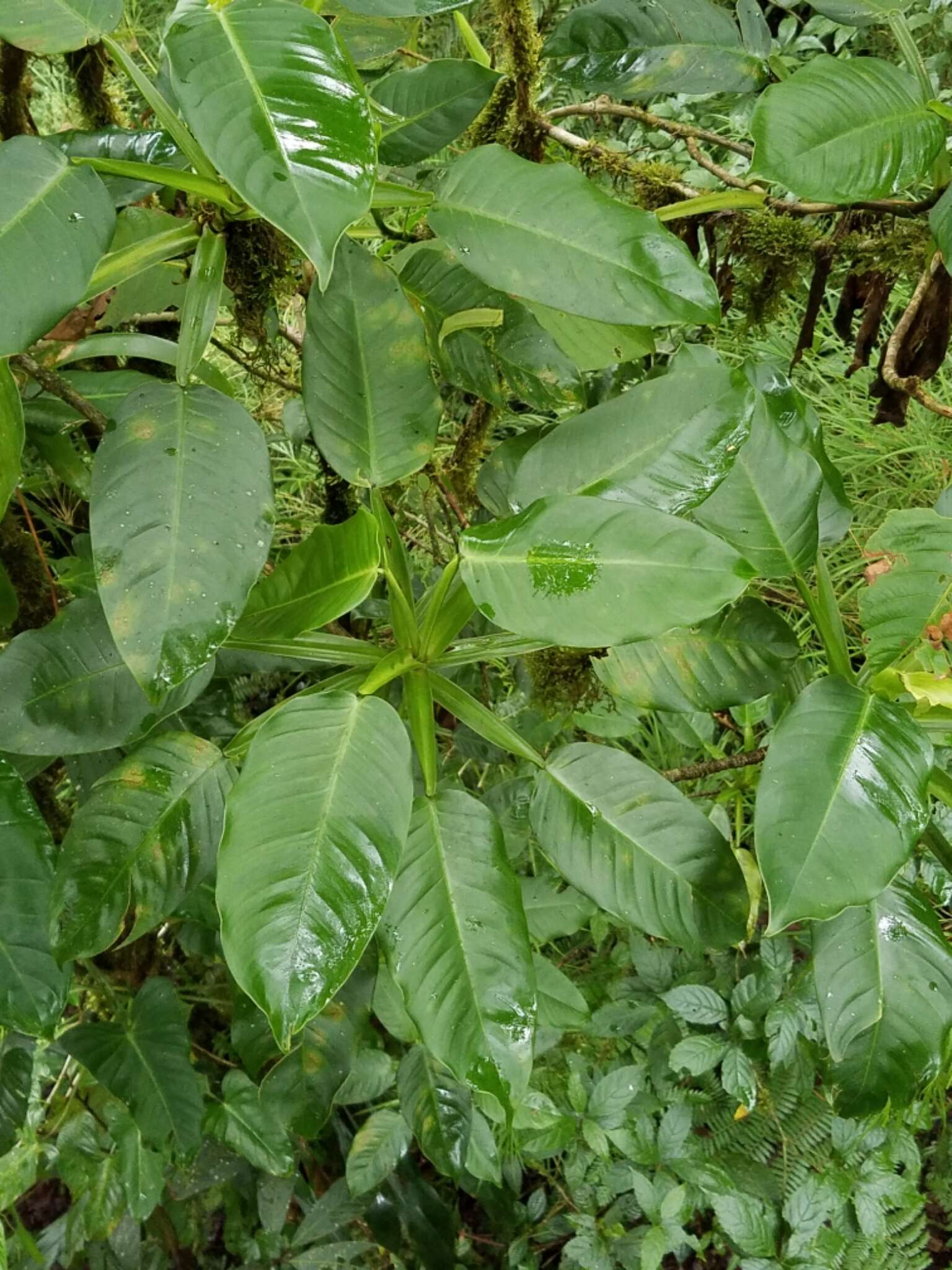 Sivun Philodendron inaequilaterum Liebm. kuva