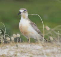 Charadrius obscurus aquilonius Dowding 1994 resmi