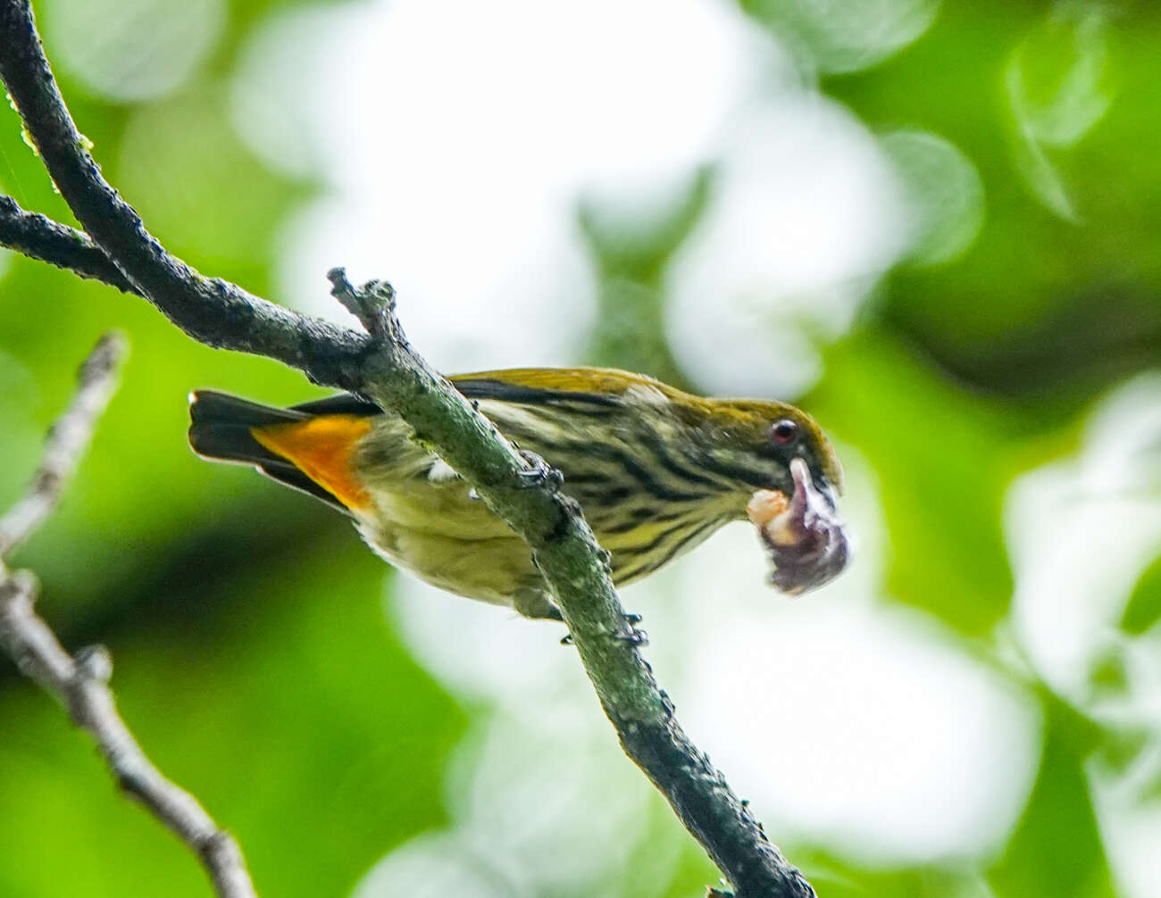 Image of Yellow-vented Flowerpecker