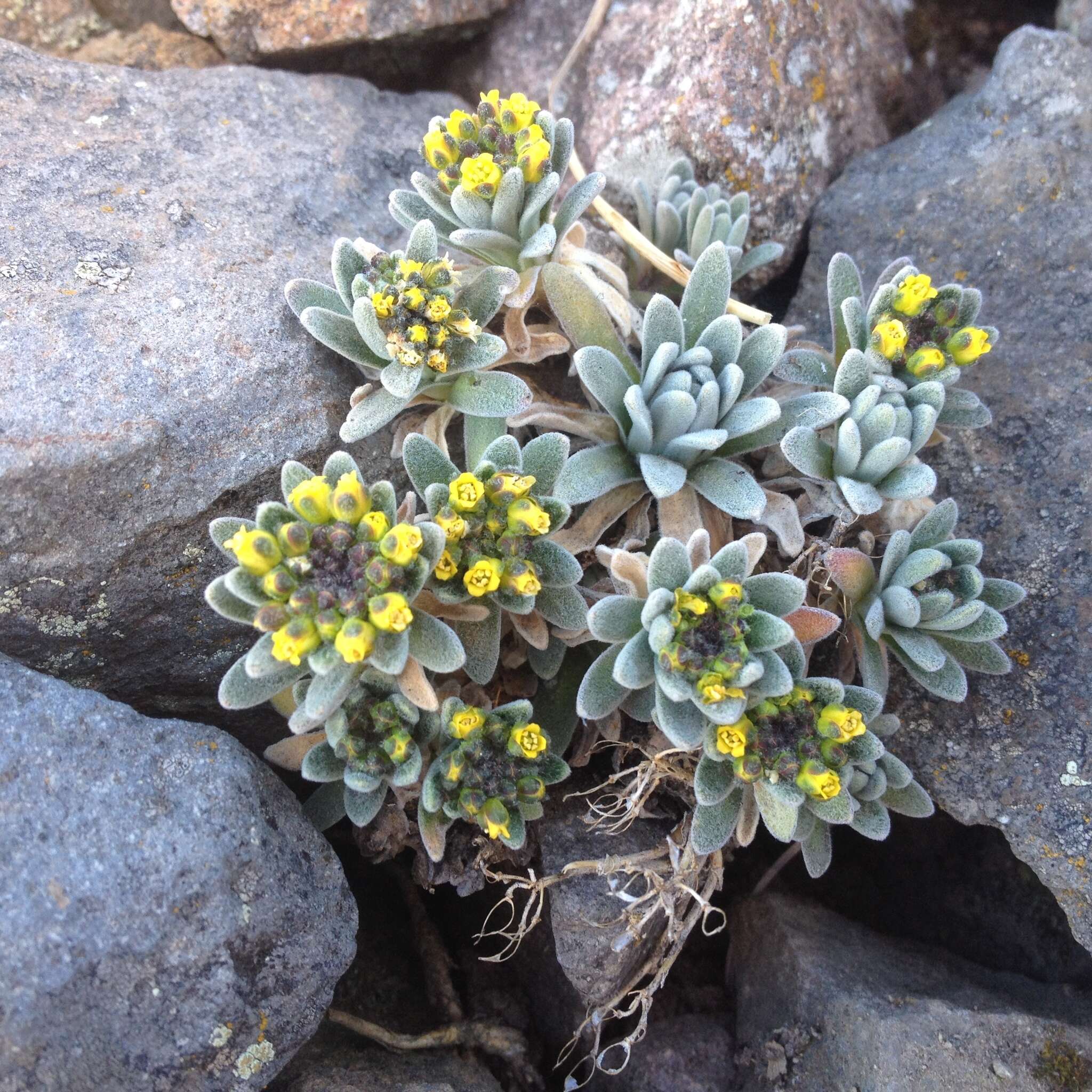 Imagem de Draba nivicola Rose