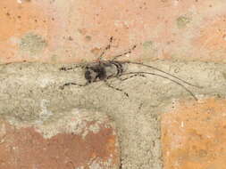 Image of Olenosus