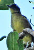 Image of Chlorocichla flaviventris flaviventris (Smith & A 1834)