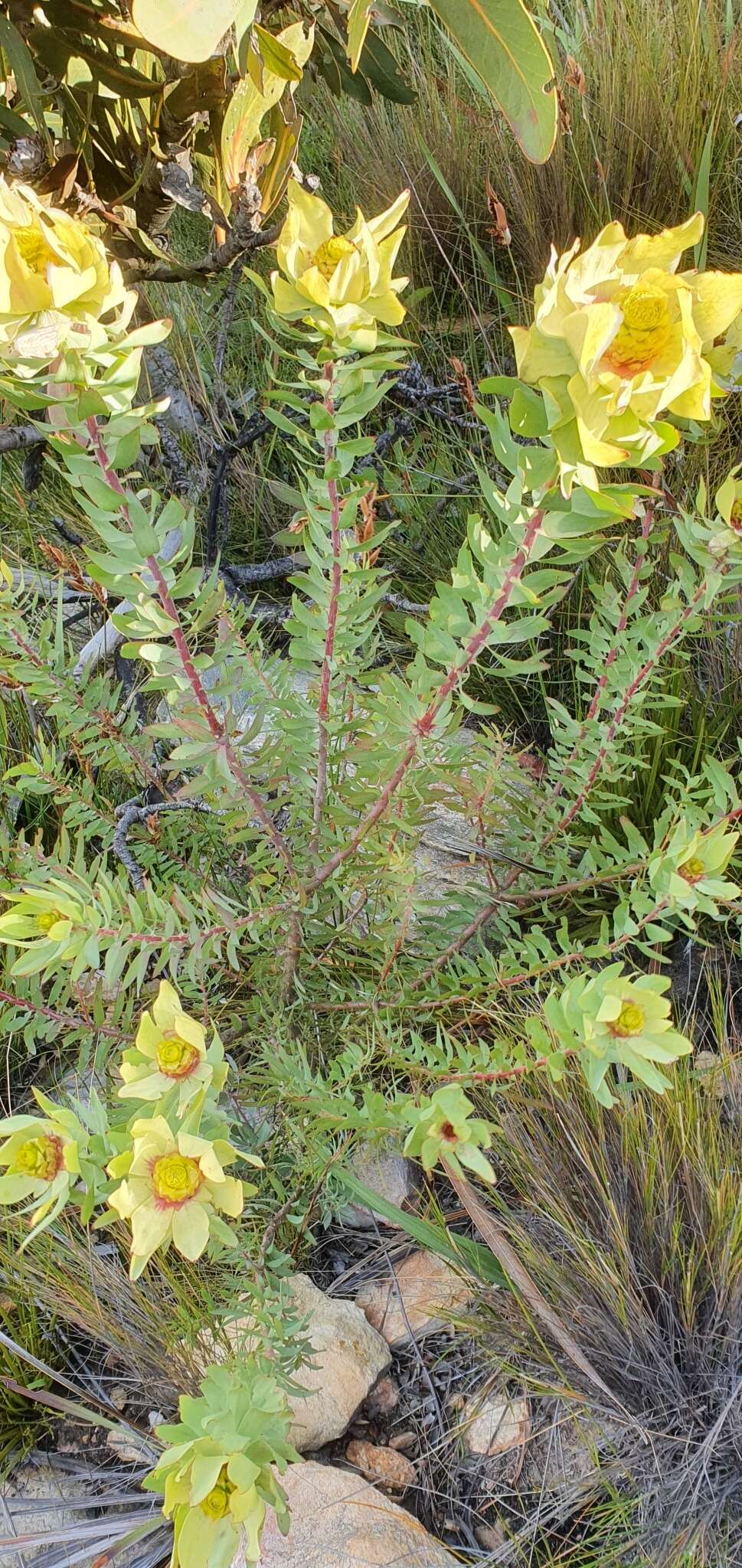 Plancia ëd Leucadendron cordatum E. Phillips