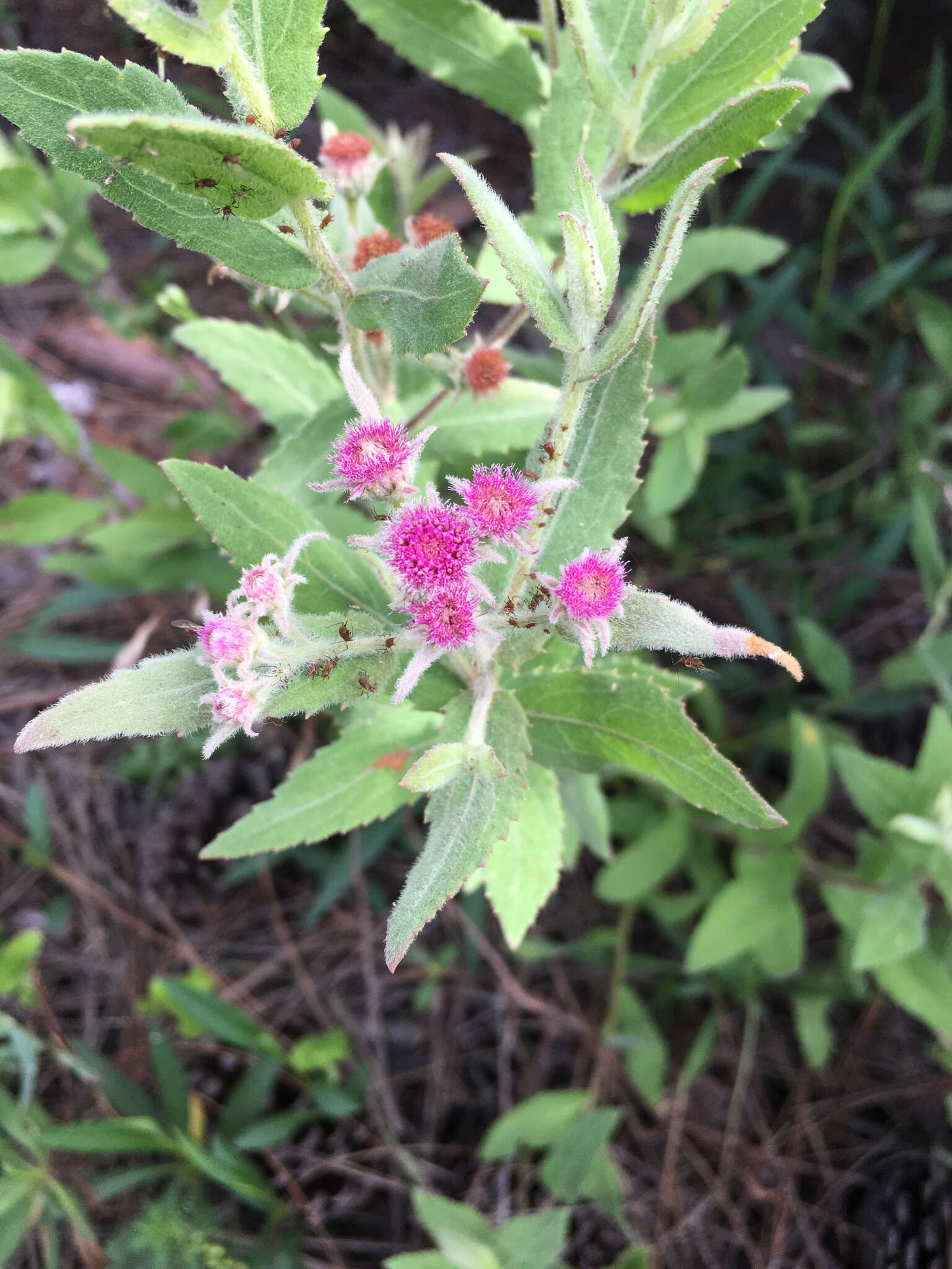 Image of Rosy Camphorweed