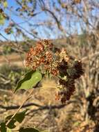 Imagem de Dombeya kirkii Mast.