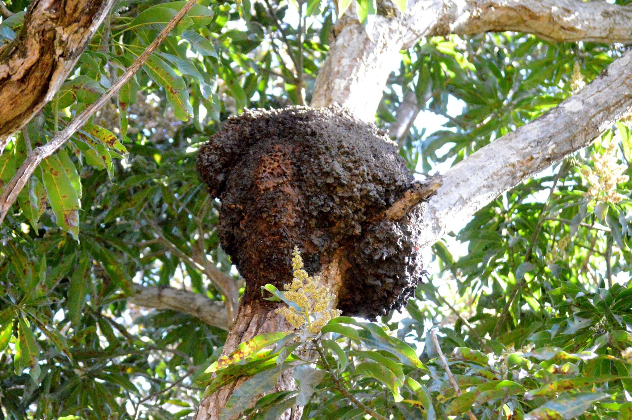 Nasutitermes corniger (Motschulsky 1855)的圖片