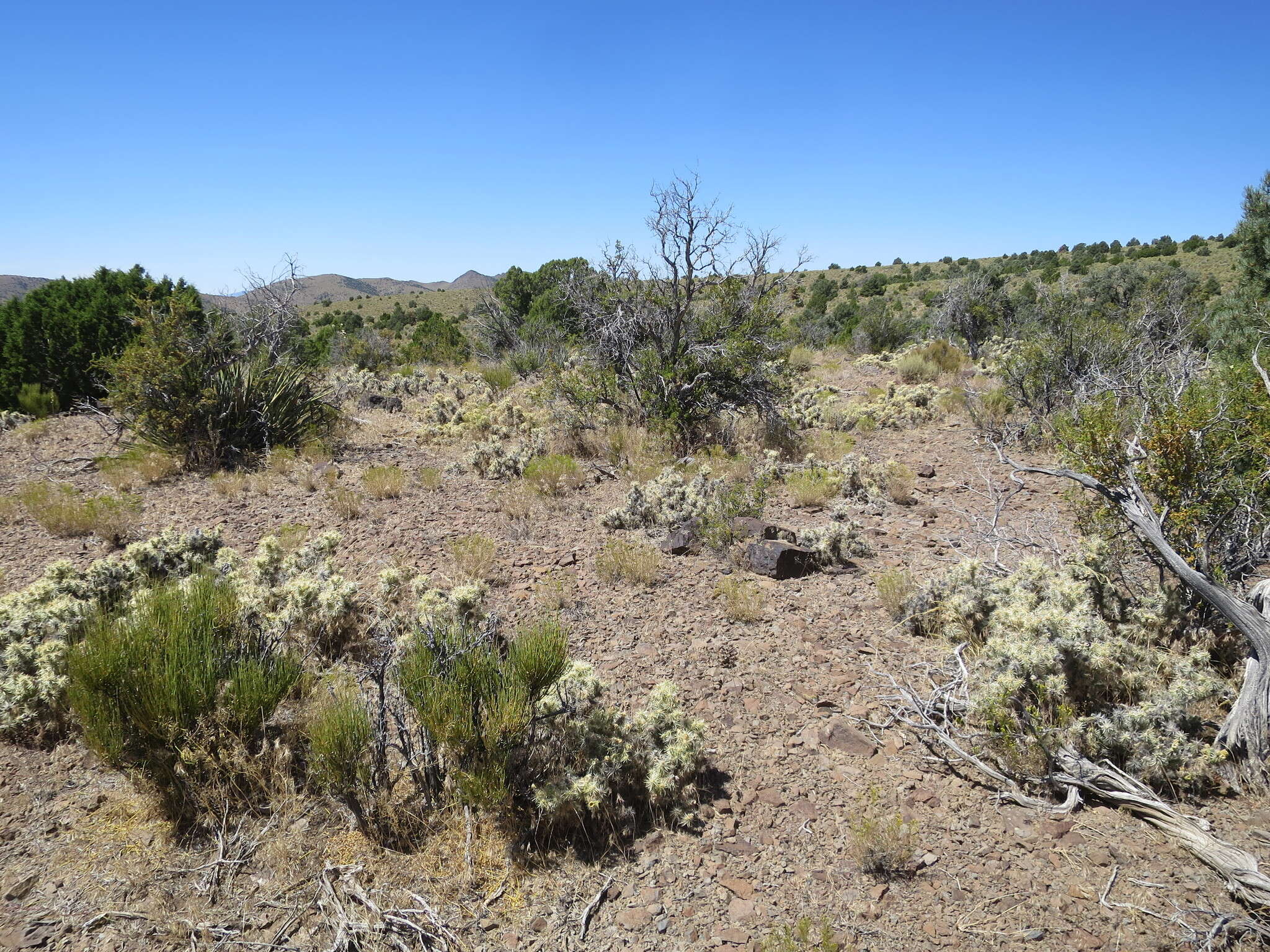 Слика од Cylindropuntia multigeniculata (Clokey) Backeb.