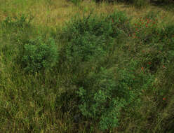 Image of Indigofera cryptantha subsp. cryptantha