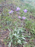 Image of Pincushion-flower